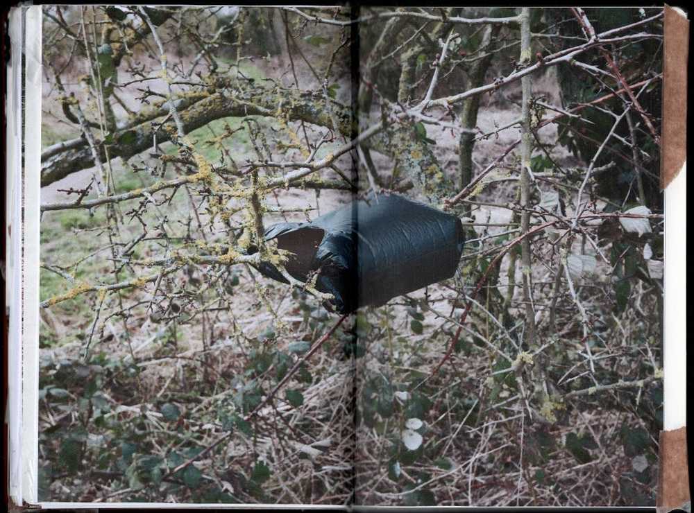 Wind snagged dog bag in the hawthorn